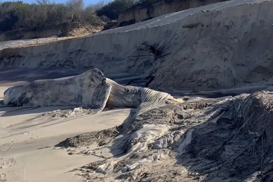 Mar destapa carcaça de baleia com cerca de 20 toneladas na praia de Maceda