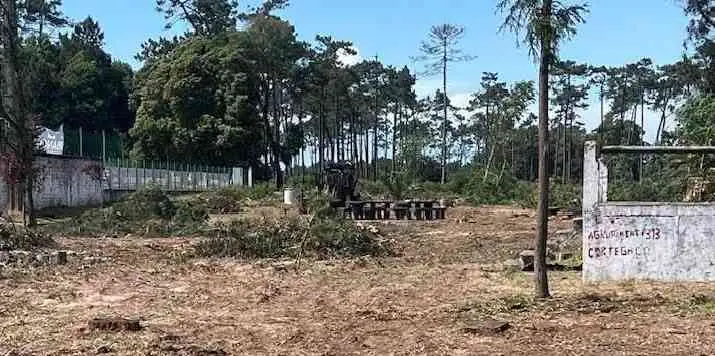 +Pinhal divulga documentos sobre corte de 480 árvores e exige mais esclarecimentos